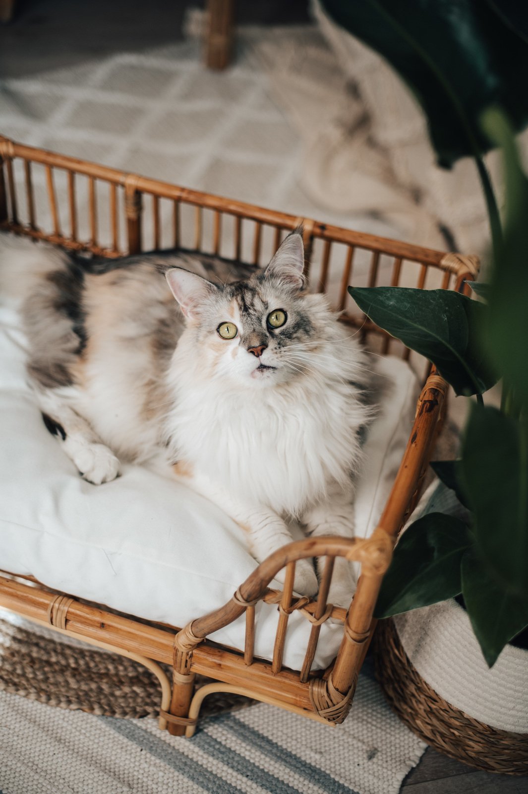 Bett für Katzen Luxus