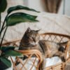 Designer Katzenbett aus Rattan für eine Katze