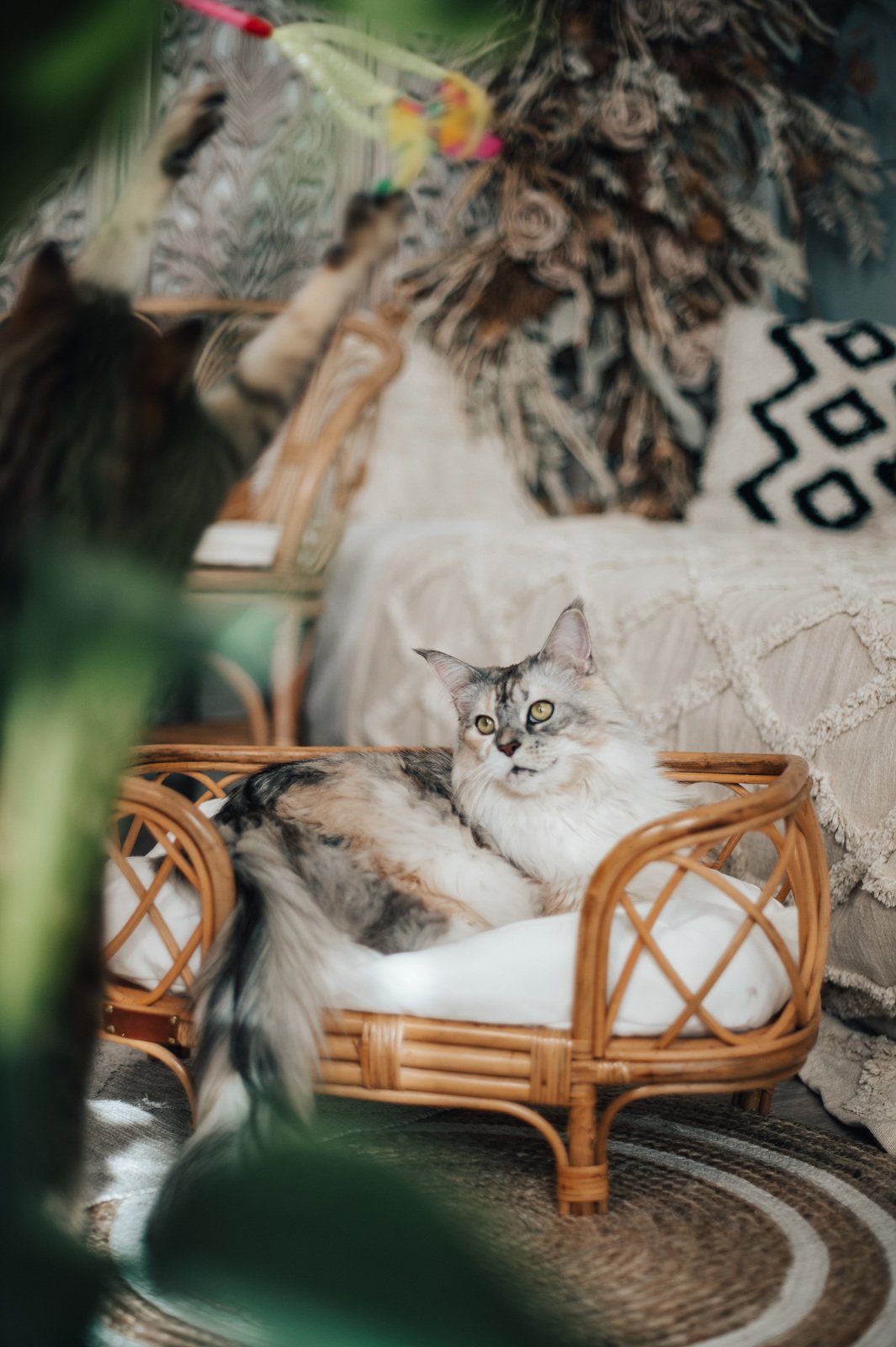 Designer Rattan Katzenbett Premium