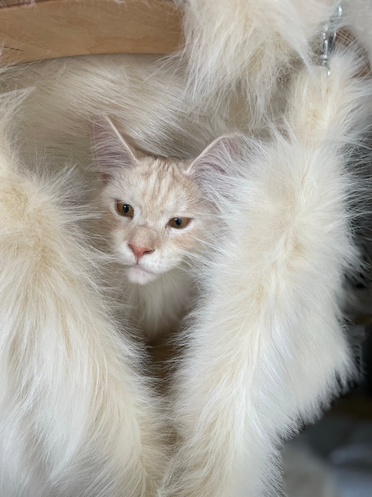 Fell Hängematten weiß für Kratzbaum