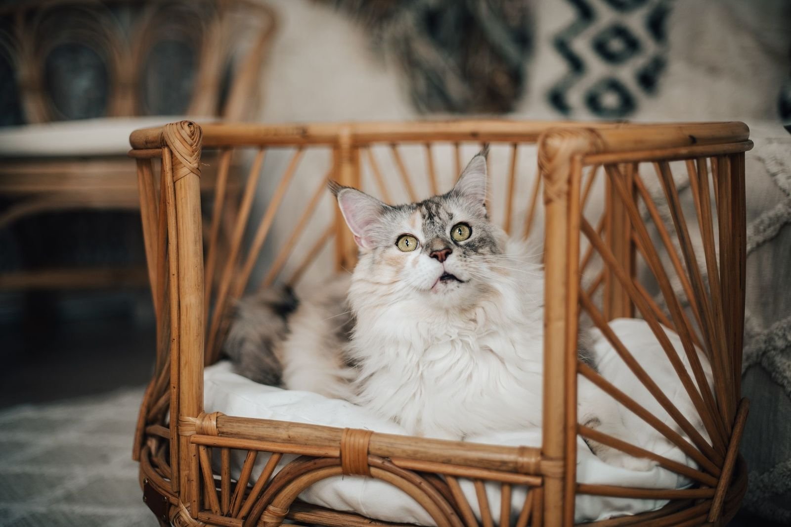 Katzenbett braun Naturholz design