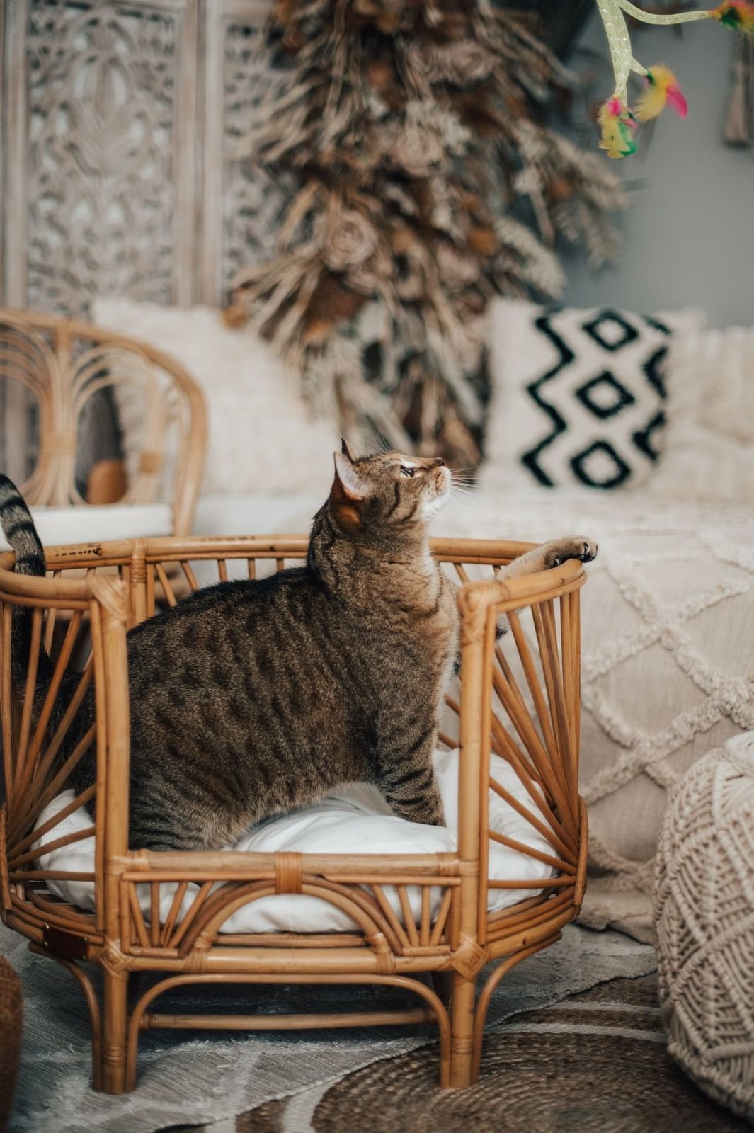 Katzenbetten aus Echtholz