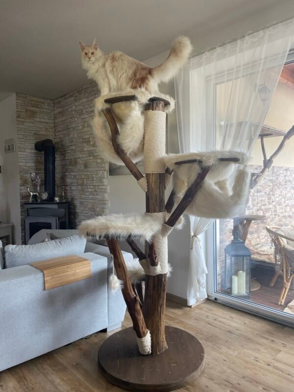 sima-katzenbaeume-weisser-fellbezug