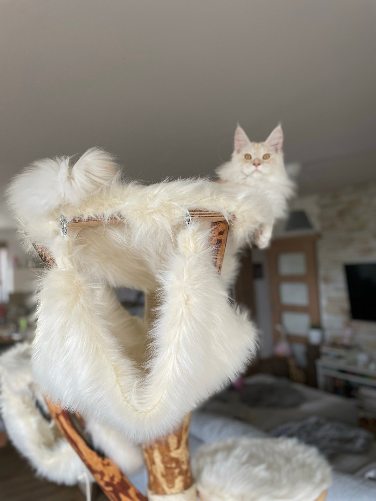 Kratzbaum in creme beige aus massivholz