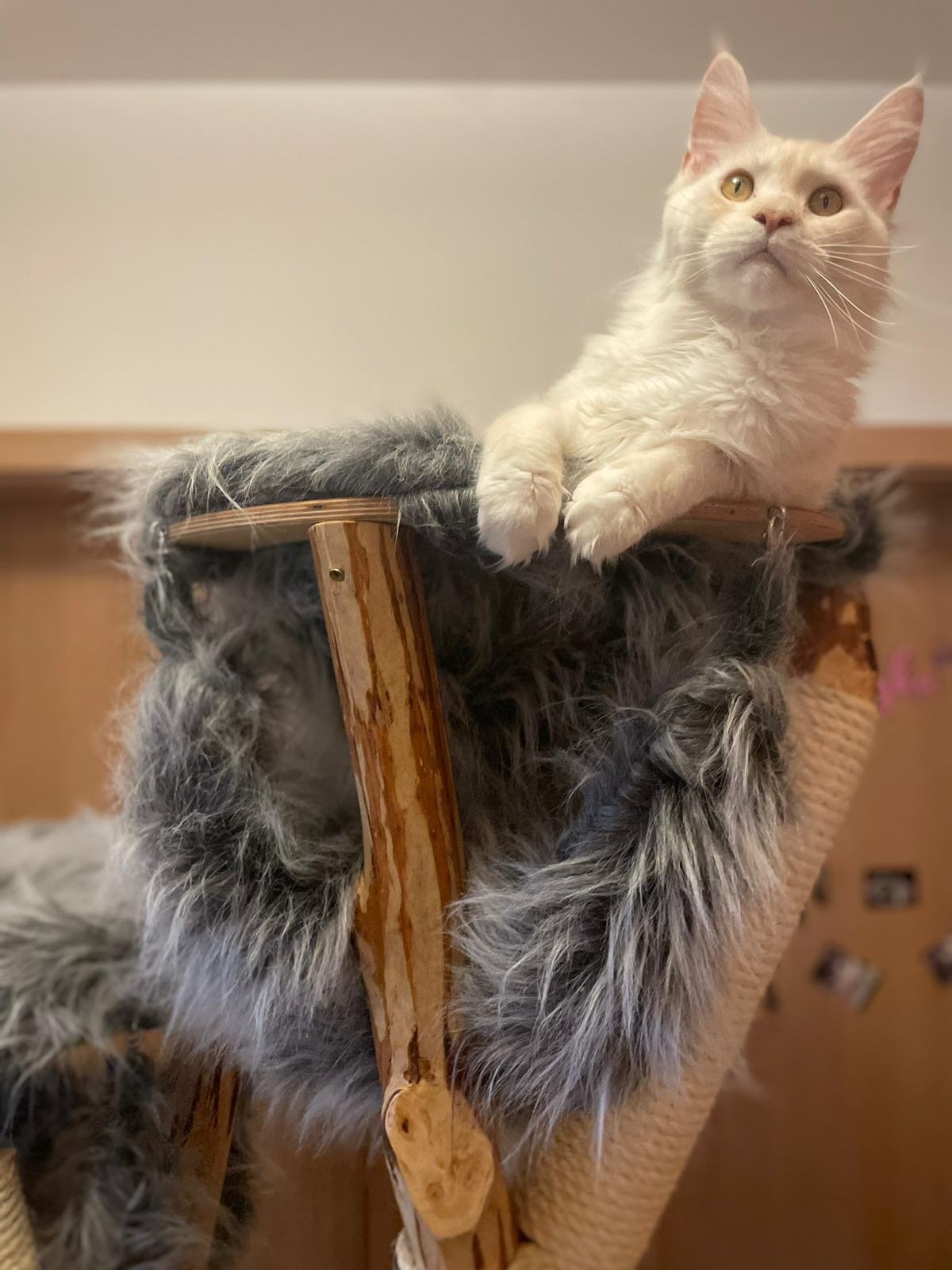 Kratzbaum in grau weiß design xxl premium