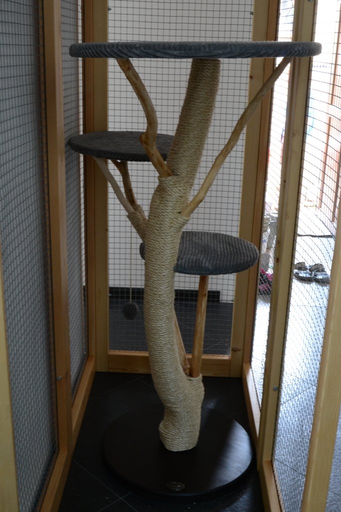 Katzengehege mit einen Kratzbaum drinnen